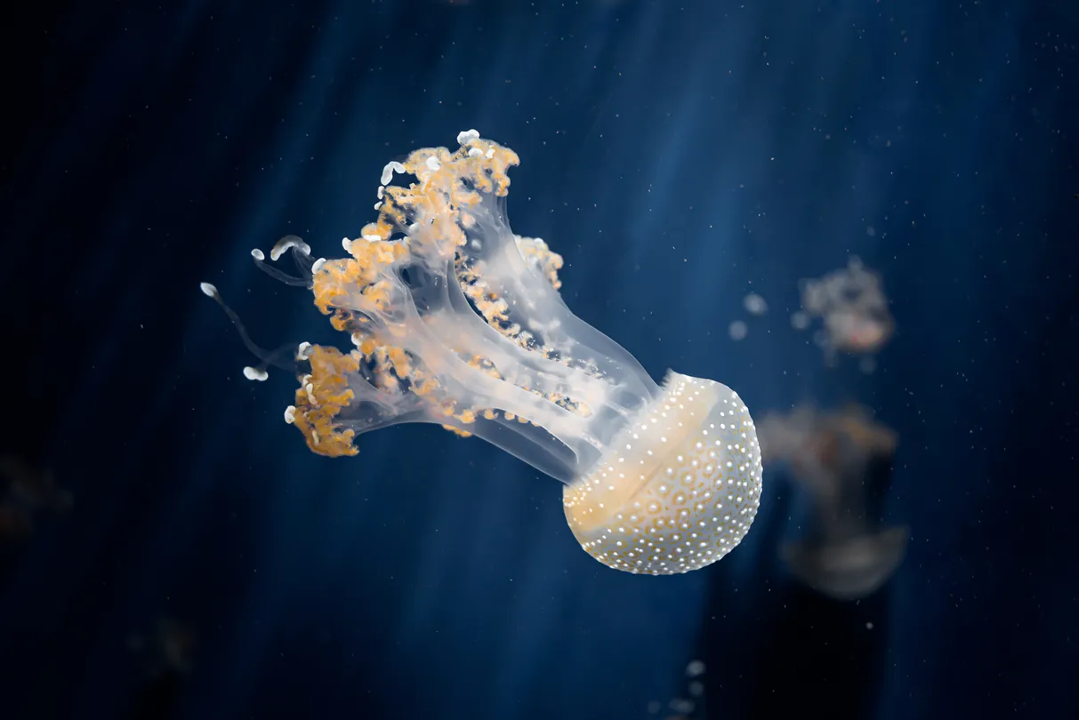Acquario di Genova