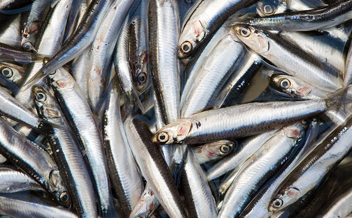 Acciughe alla Ligure